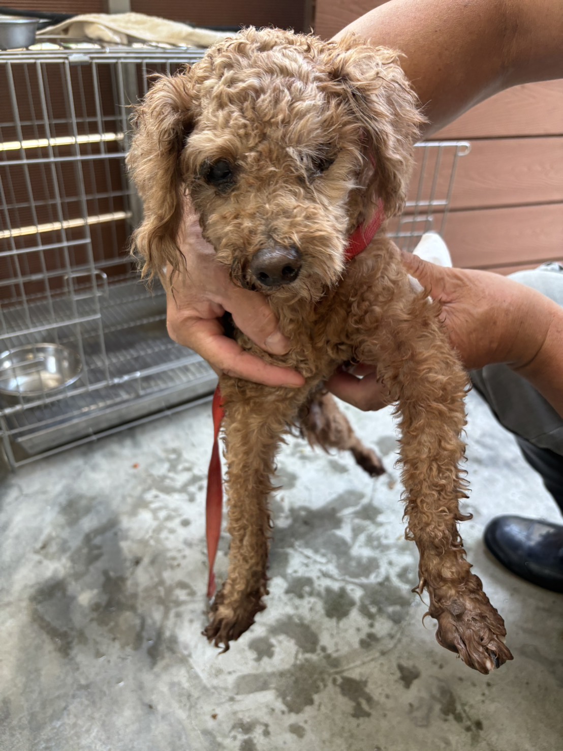 新北市待認養狗 迷你貴賓犬