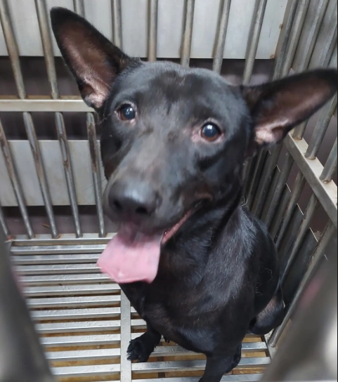新北市已領養狗 混種犬
