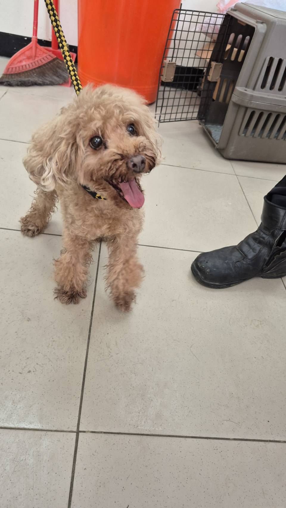 新北市已領養狗 貴賓犬