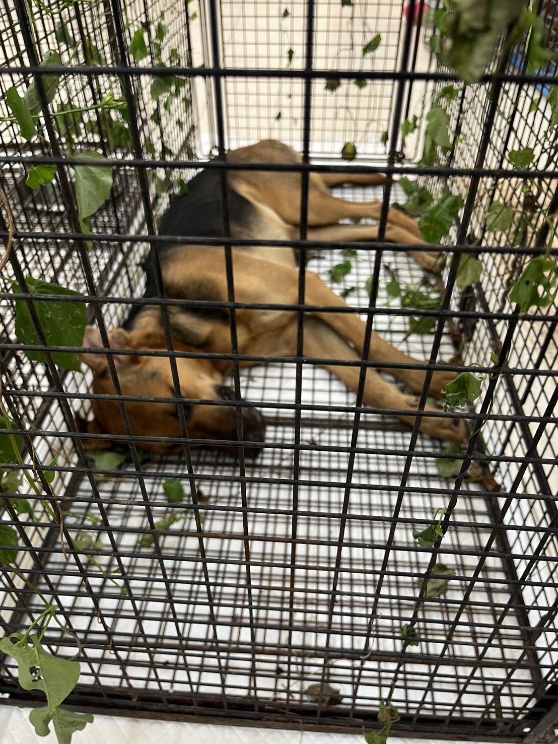 金門縣已領養狗 混種犬