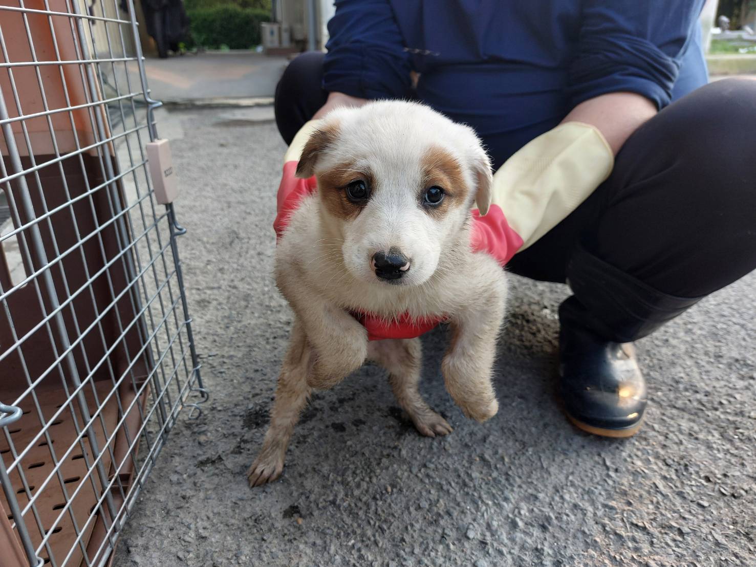 新北市已領養狗 混種犬
