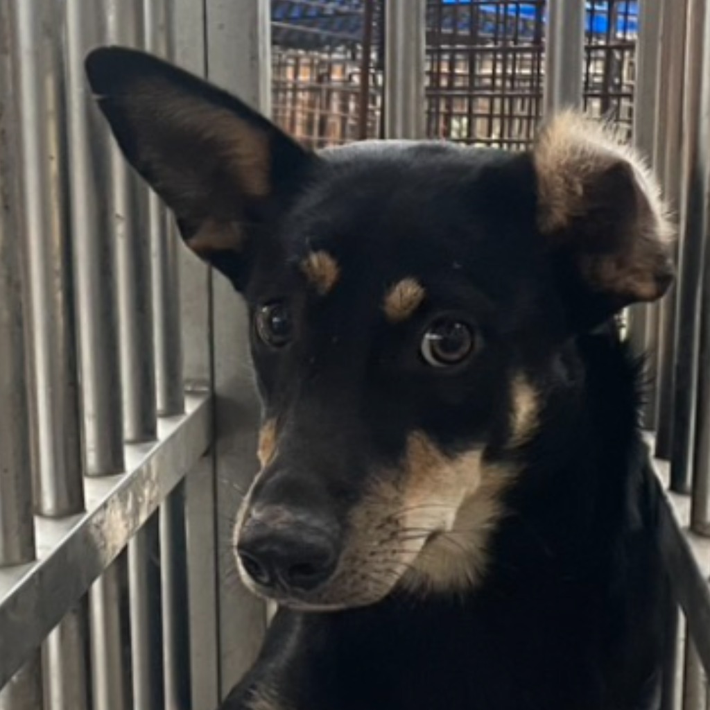 澎湖縣已領養狗 混種犬