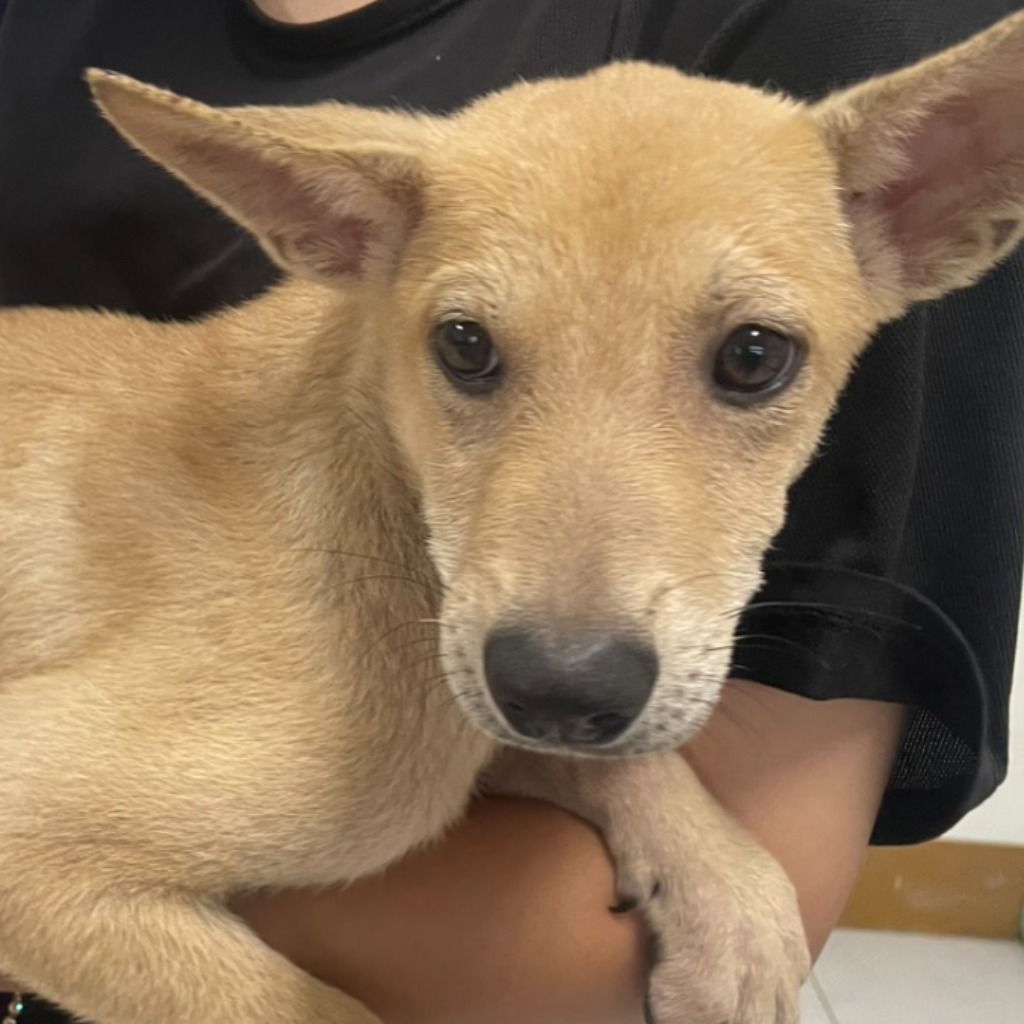 澎湖縣已領養狗 混種犬
