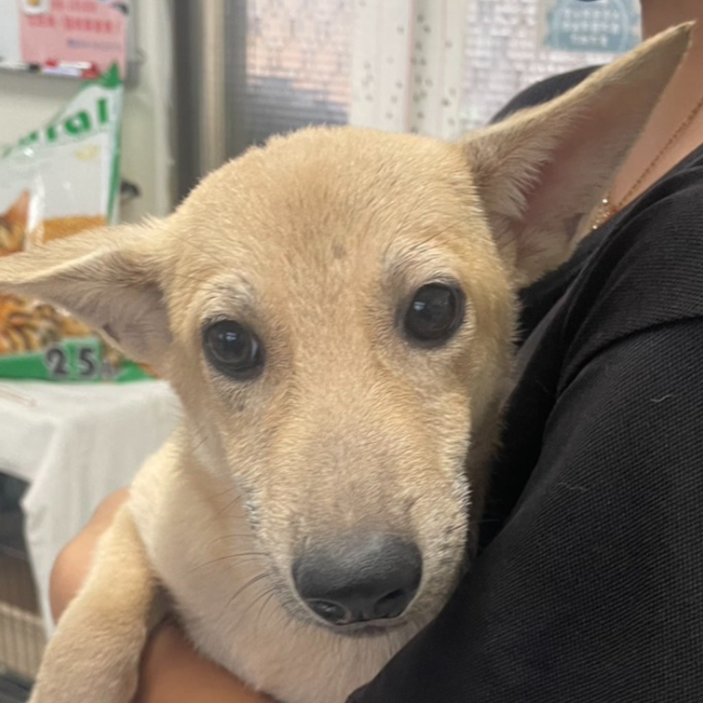 澎湖縣已領養狗 混種犬