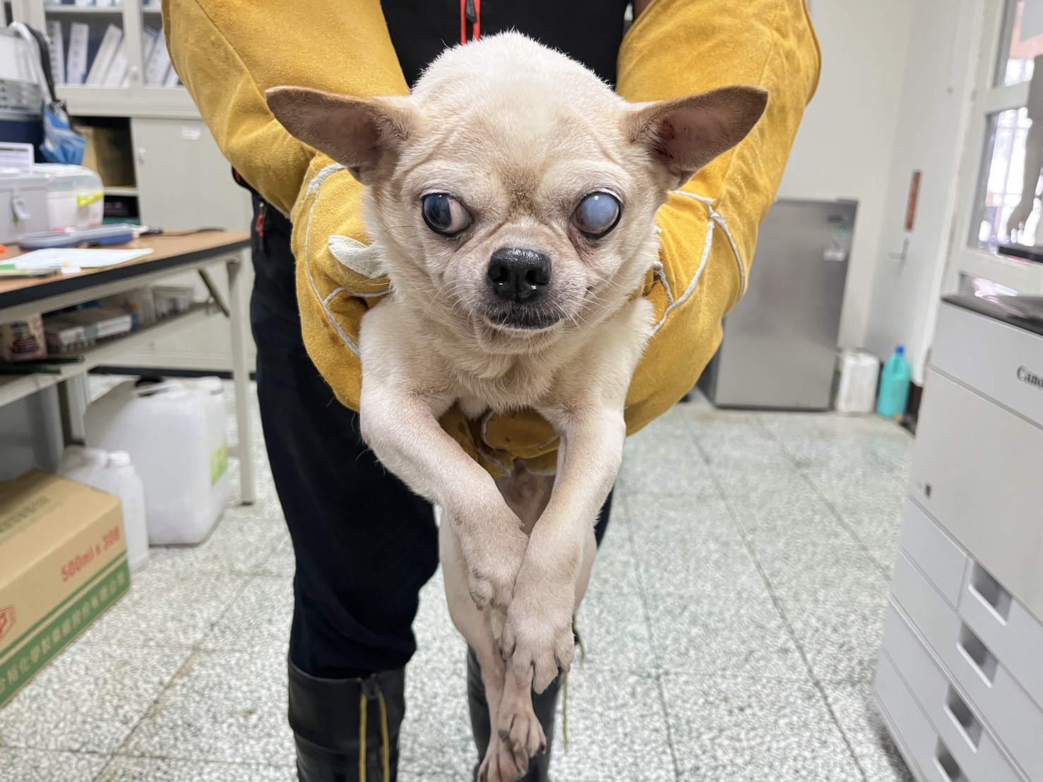 桃園市已領養狗 吉娃娃犬