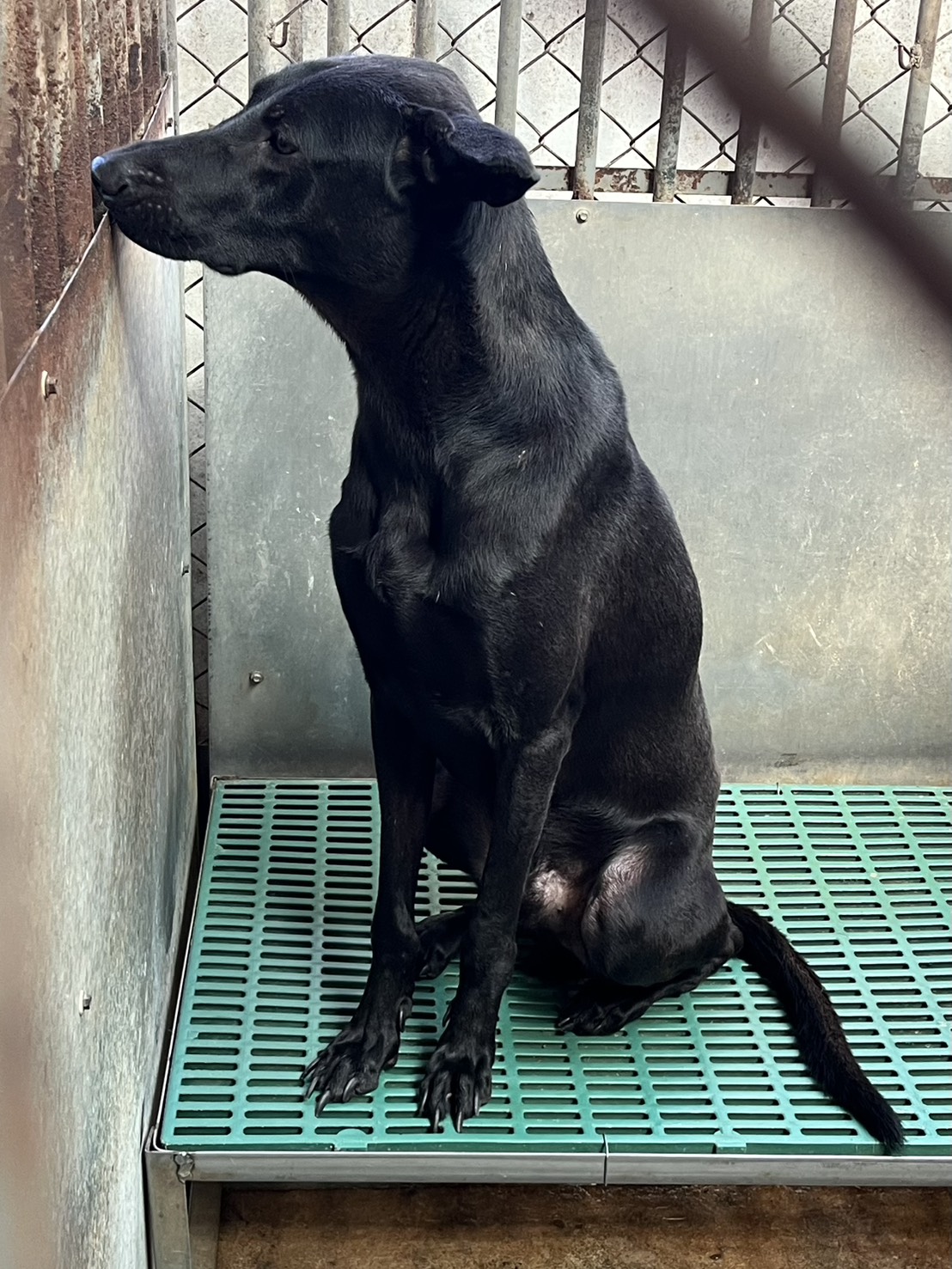 彰化縣已領養狗 混種犬