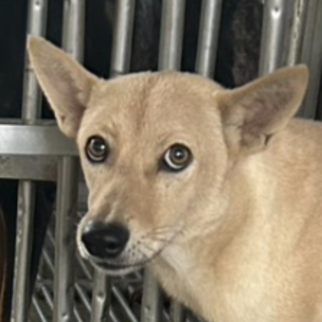 澎湖縣已領養狗 混種犬