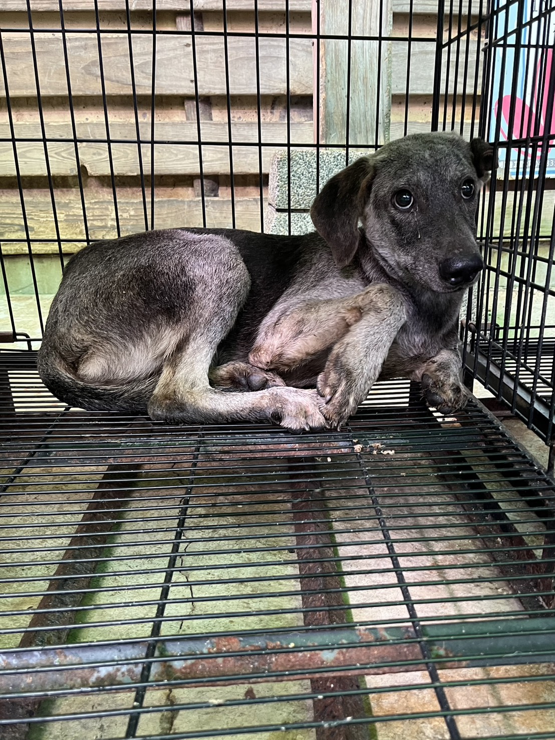 彰化縣已領養狗 混種犬
