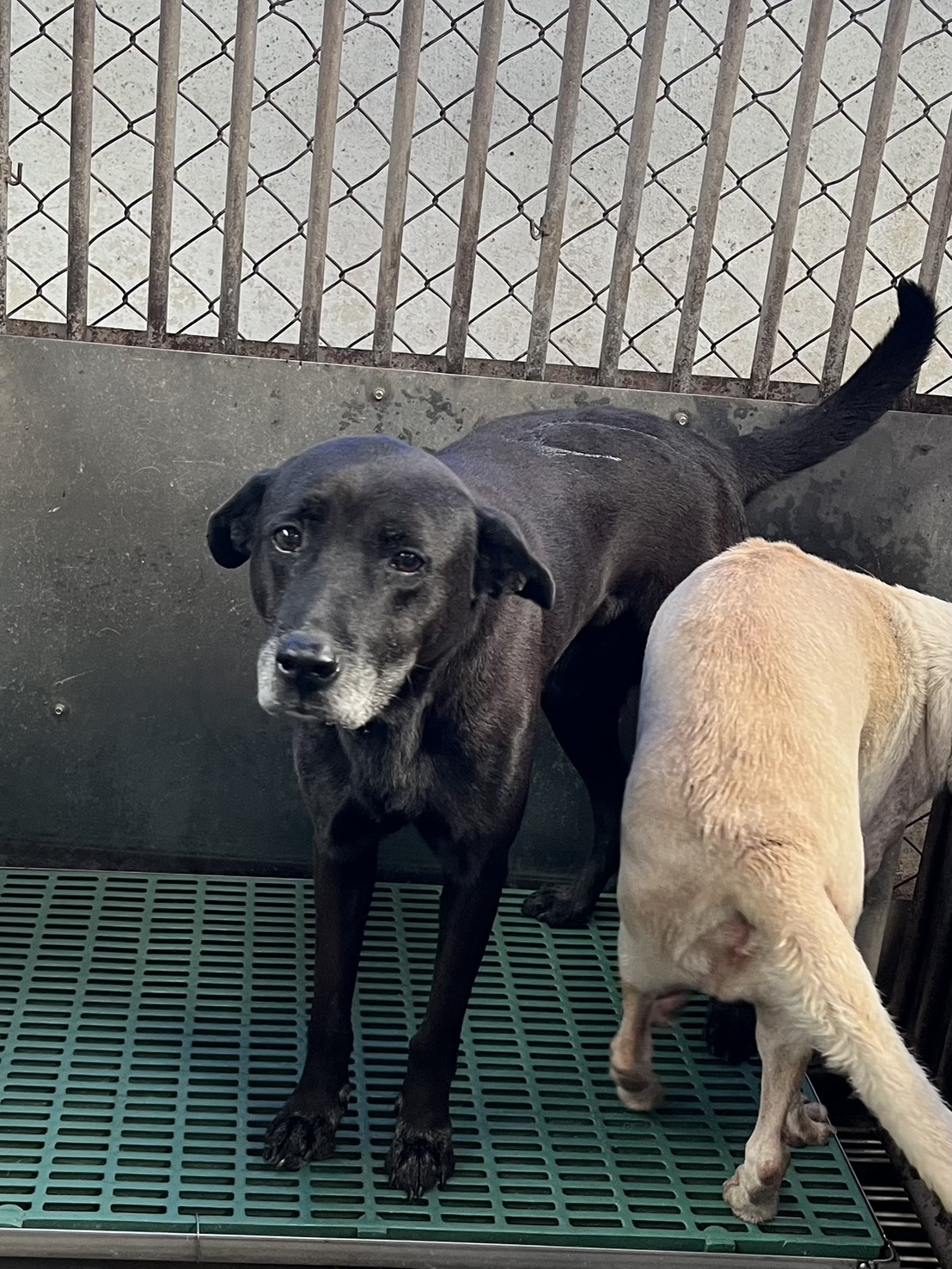 彰化縣已領養狗 混種犬