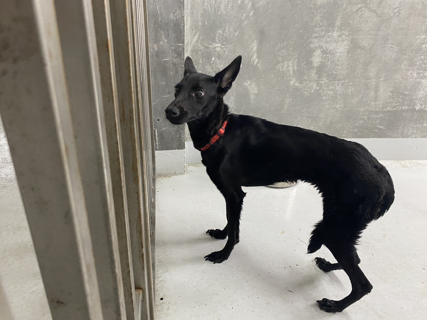 基隆市待認養狗 混種犬