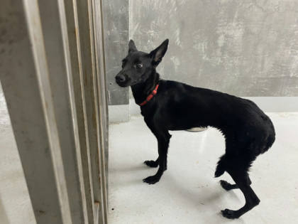 基隆市待認養狗｜混種犬｜黑色｜母