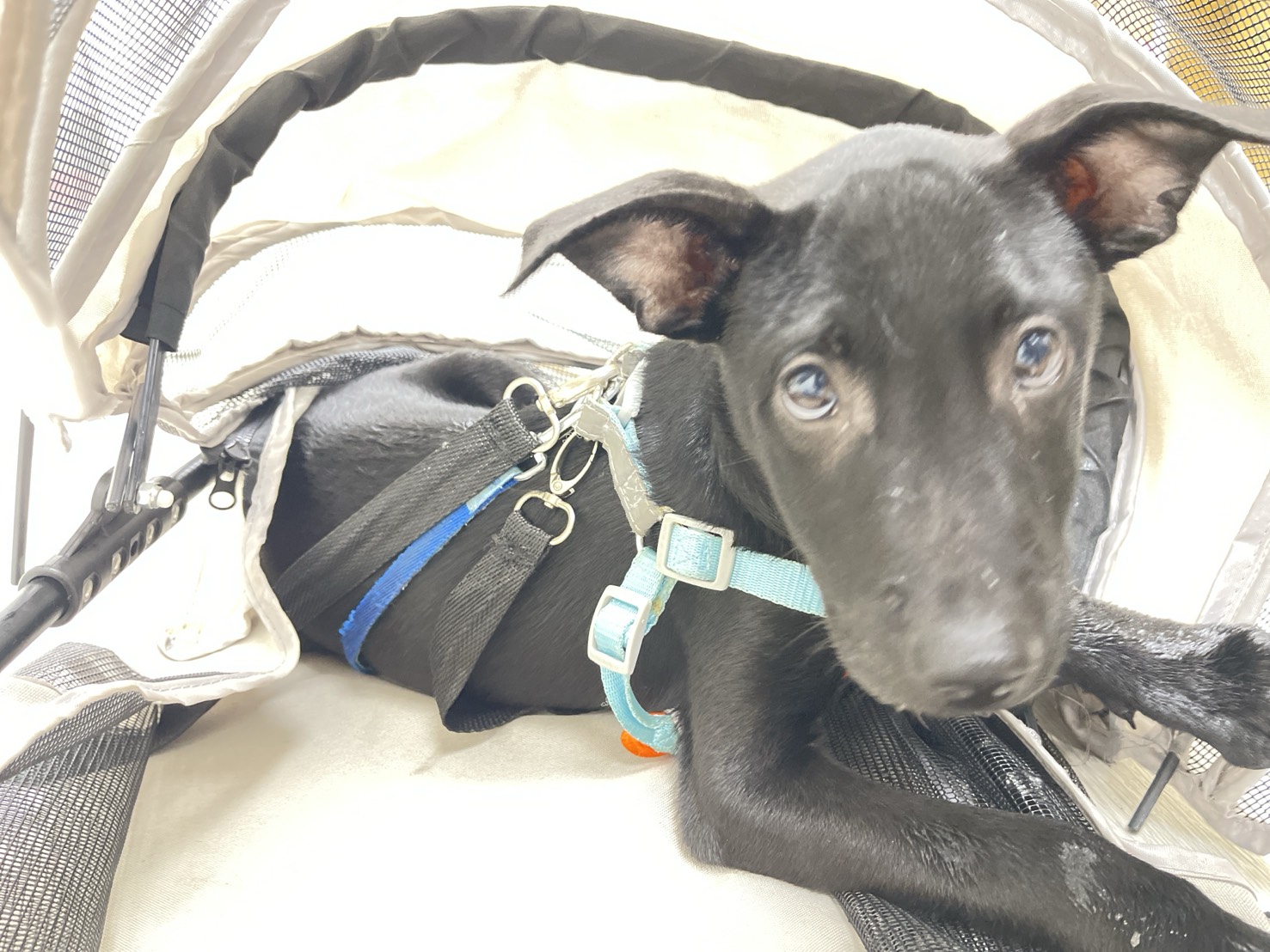 新北市已領養狗 混種犬