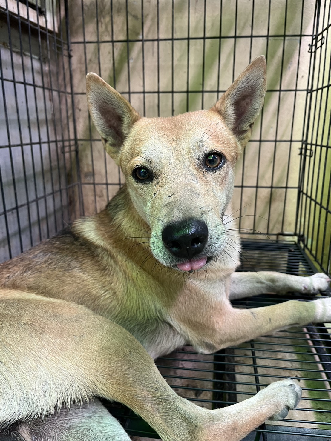 彰化縣已領養狗 混種犬