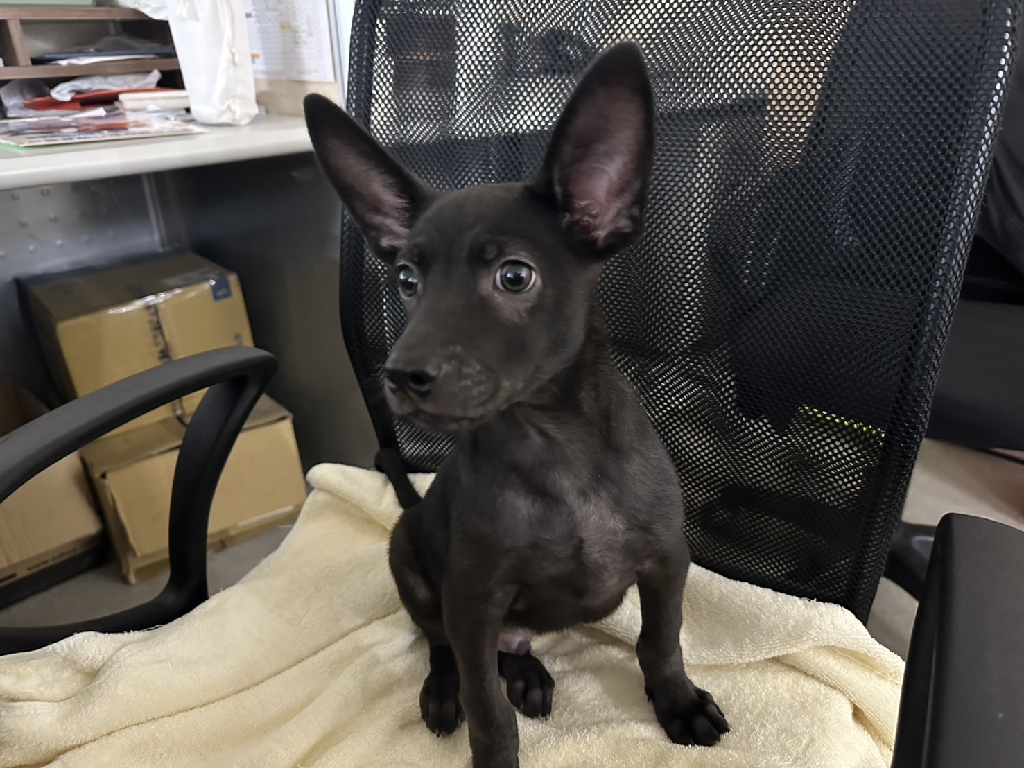 台北市已領養狗 混種犬