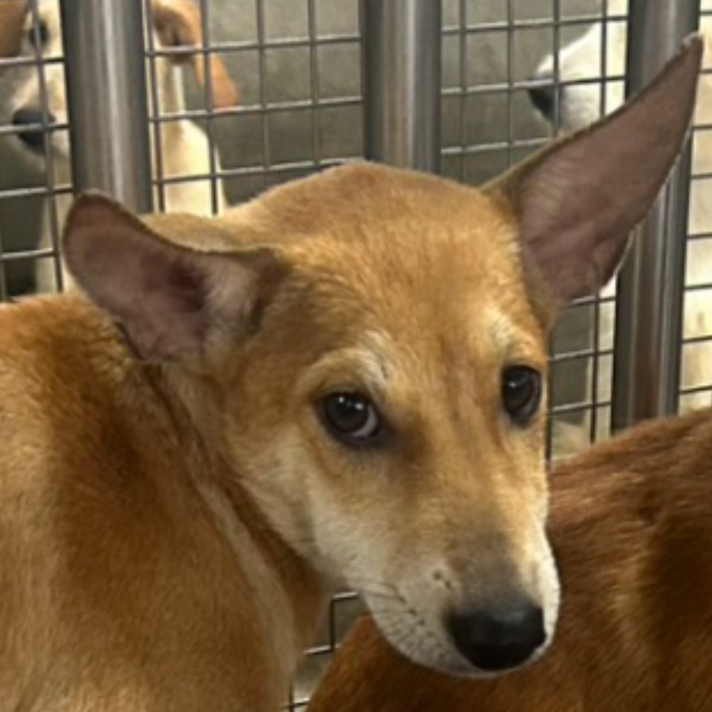 澎湖縣已領養狗 混種犬