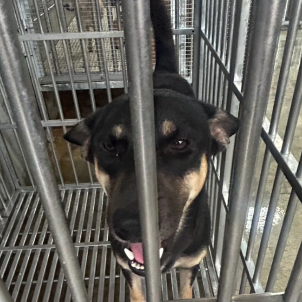 澎湖縣已領養狗 混種犬