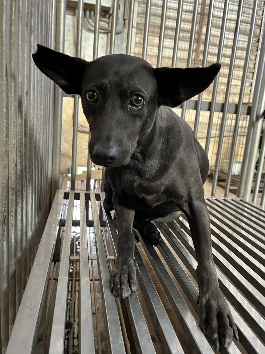彰化縣已領養狗 混種犬