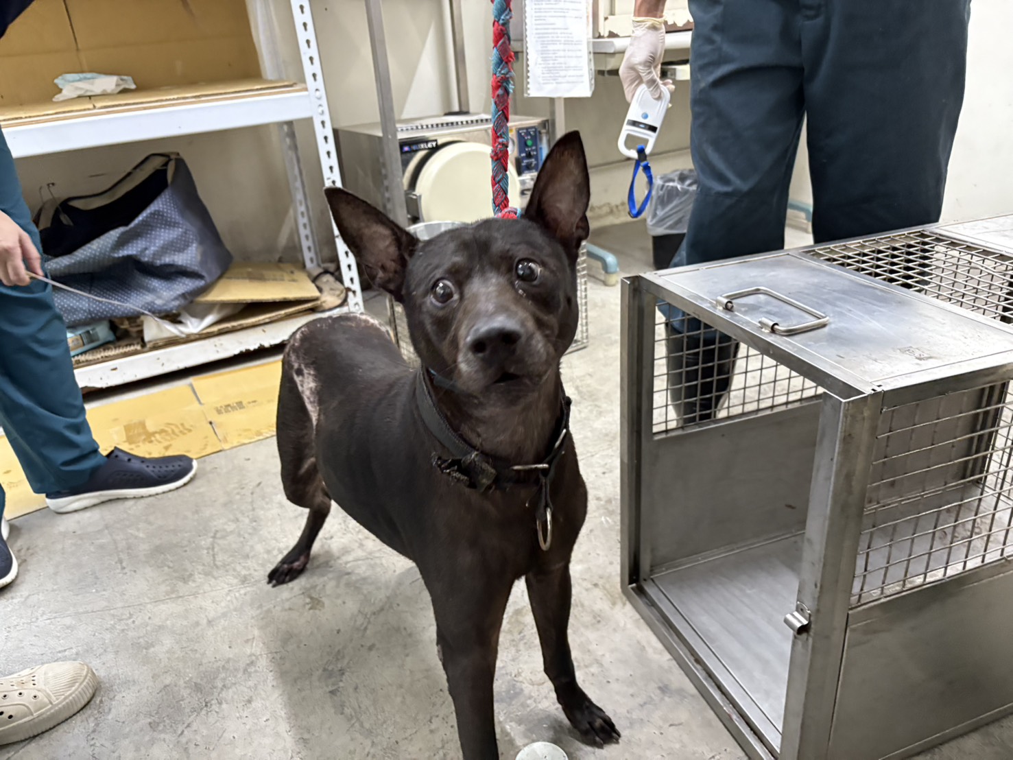 台北市已領養狗 混種犬