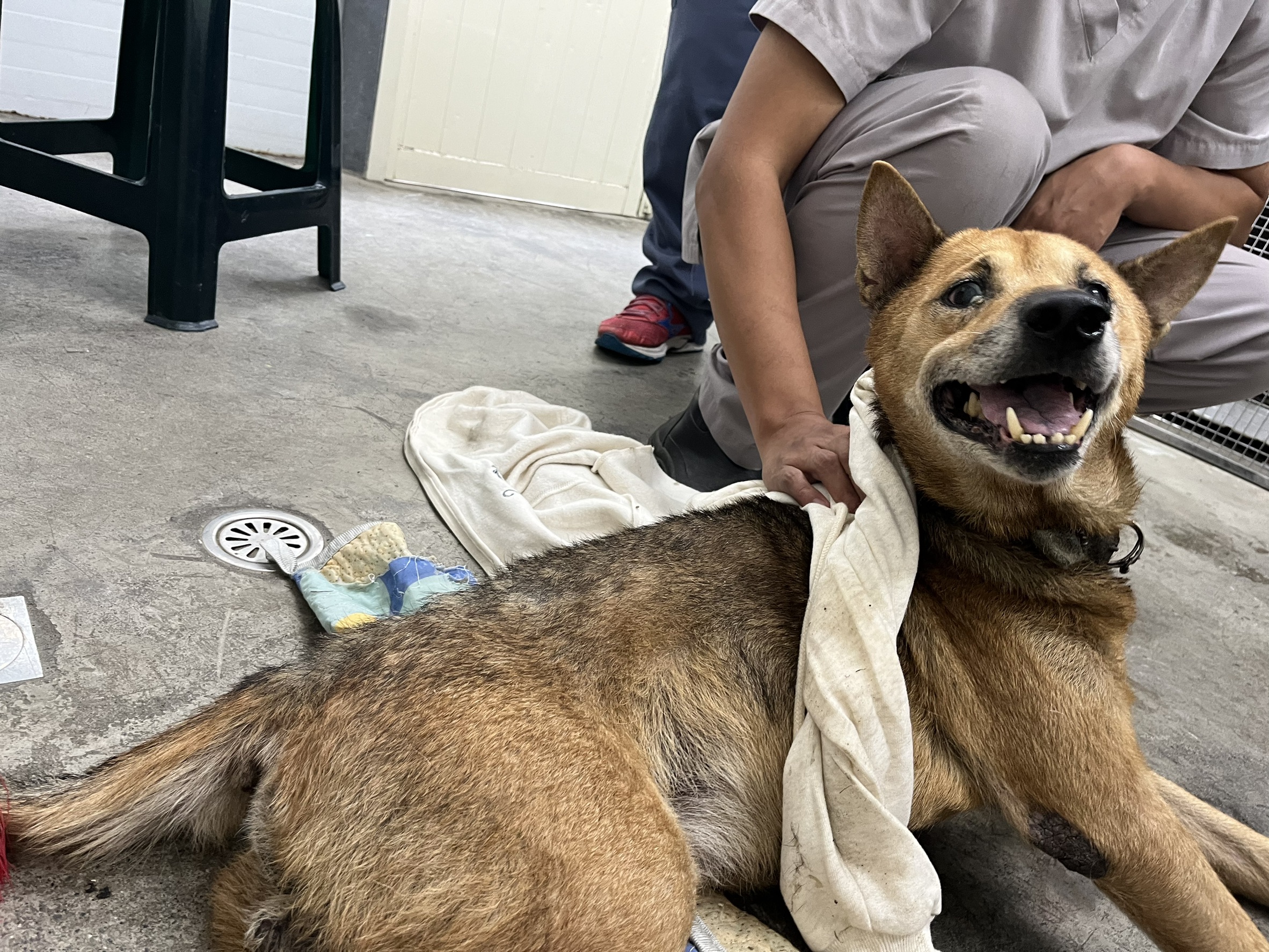 台北市已領養狗 混種犬