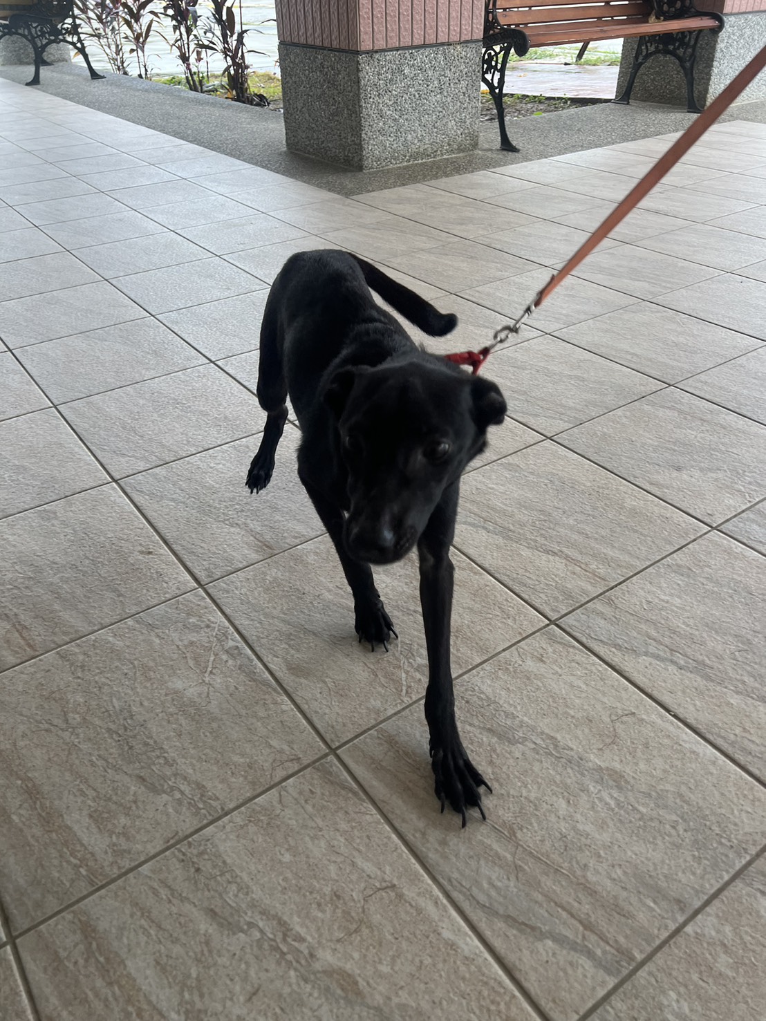 苗栗縣已領養狗 混種犬