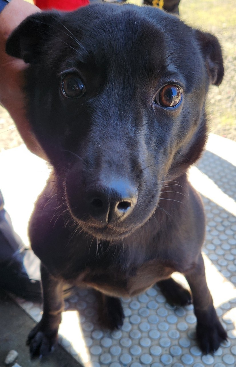 新北市已領養狗 混種犬