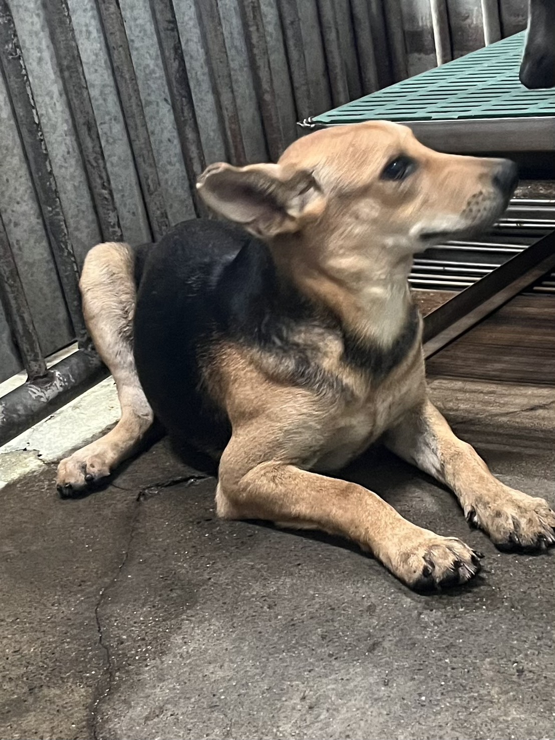 彰化縣已領養狗 混種犬