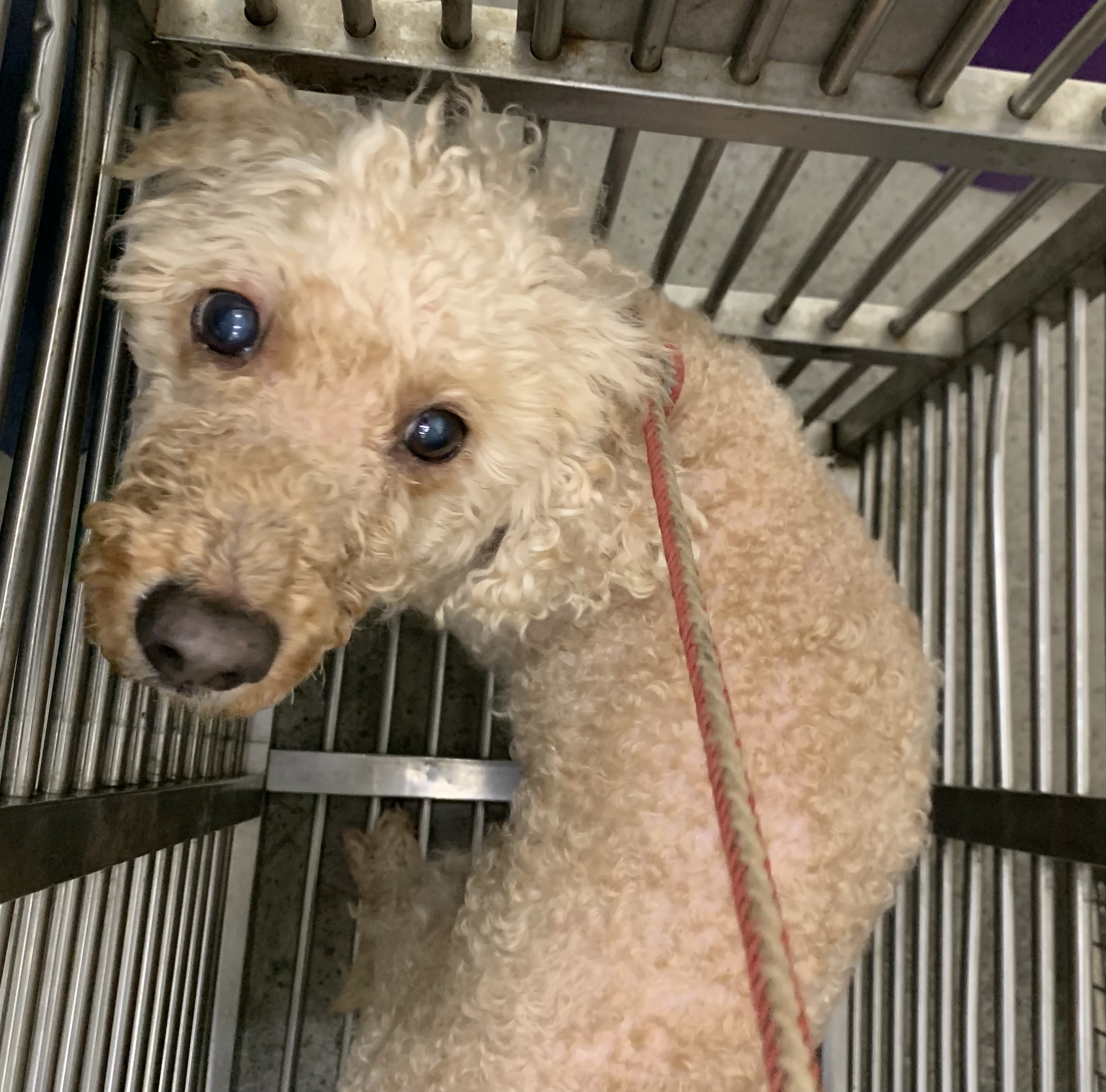 台北市已領養狗 貴賓犬