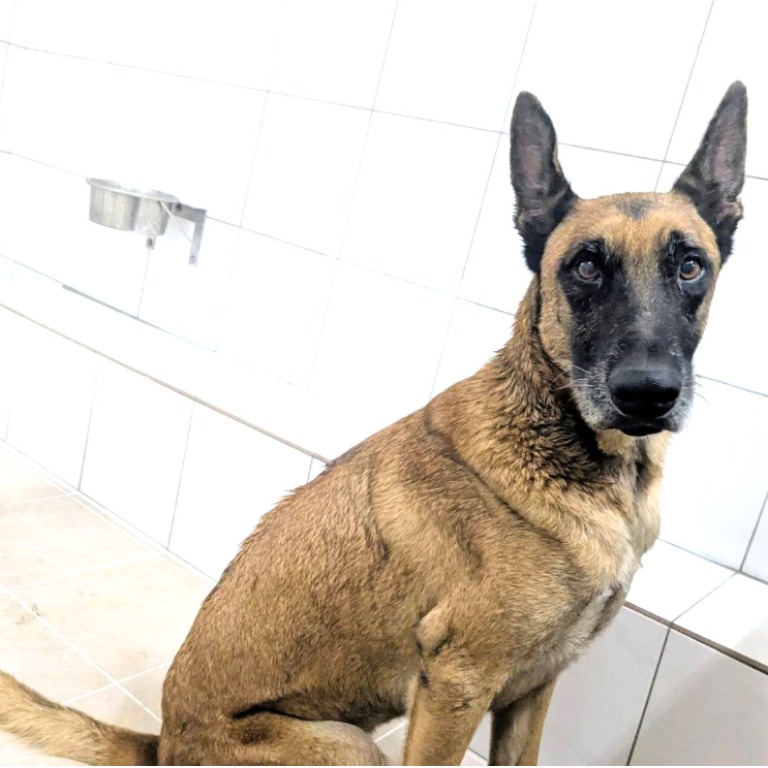 新竹縣已領養狗 比利時狼犬