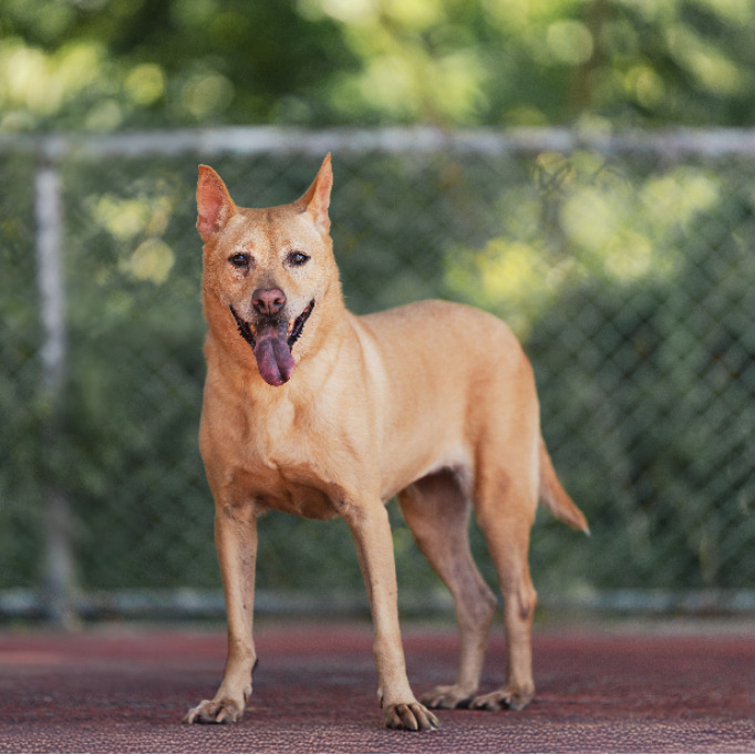 新北市已領養狗 混種犬
