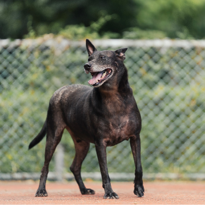 新北市已領養狗 混種犬