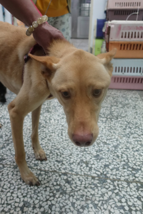 宜蘭縣已領養狗 混種犬