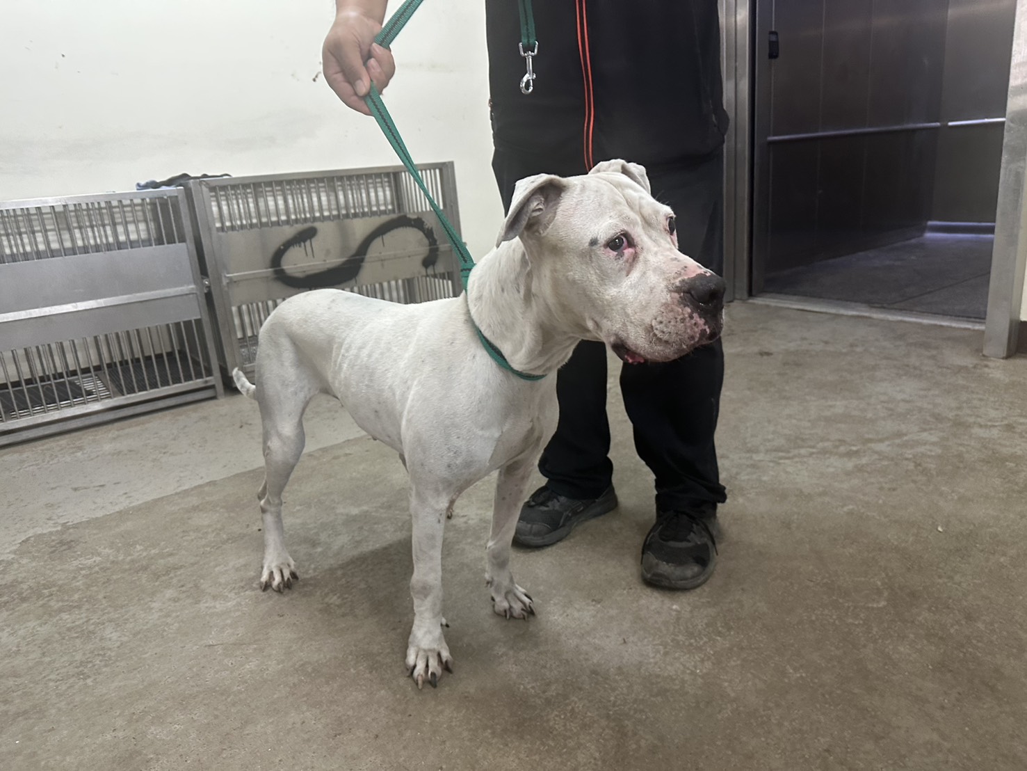 桃園市已領養狗 阿根廷杜告犬