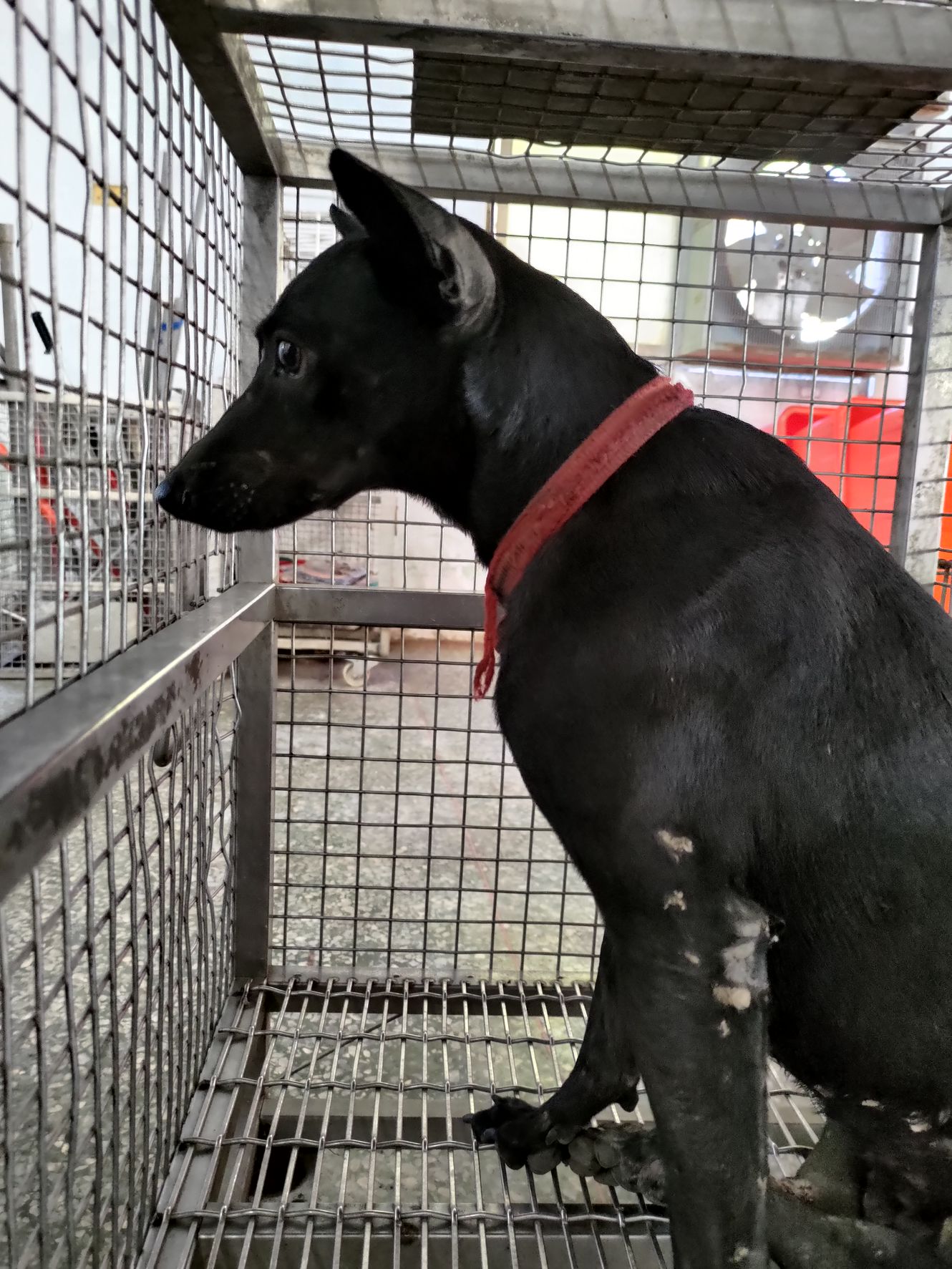 台南市已領養狗 混種犬