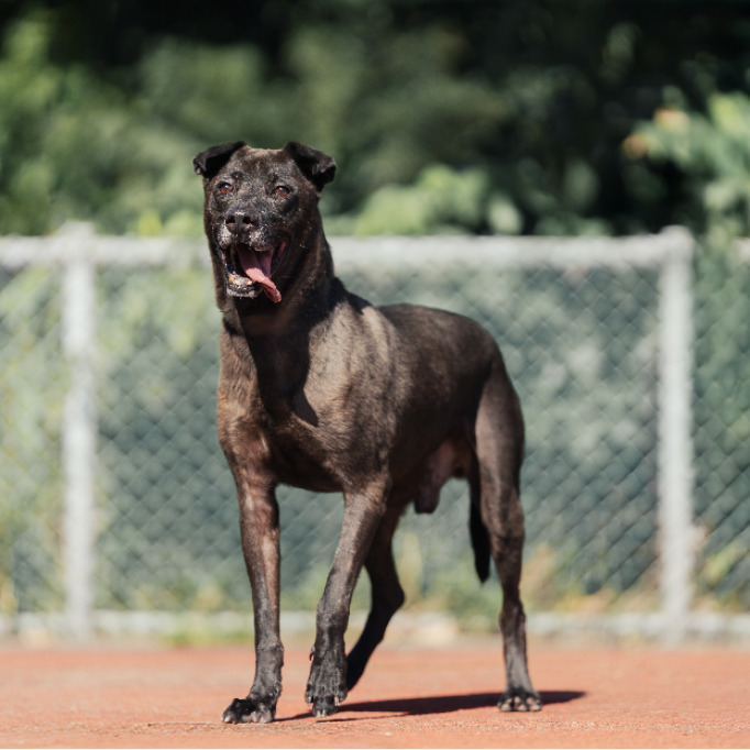 新北市已領養狗 比特犬