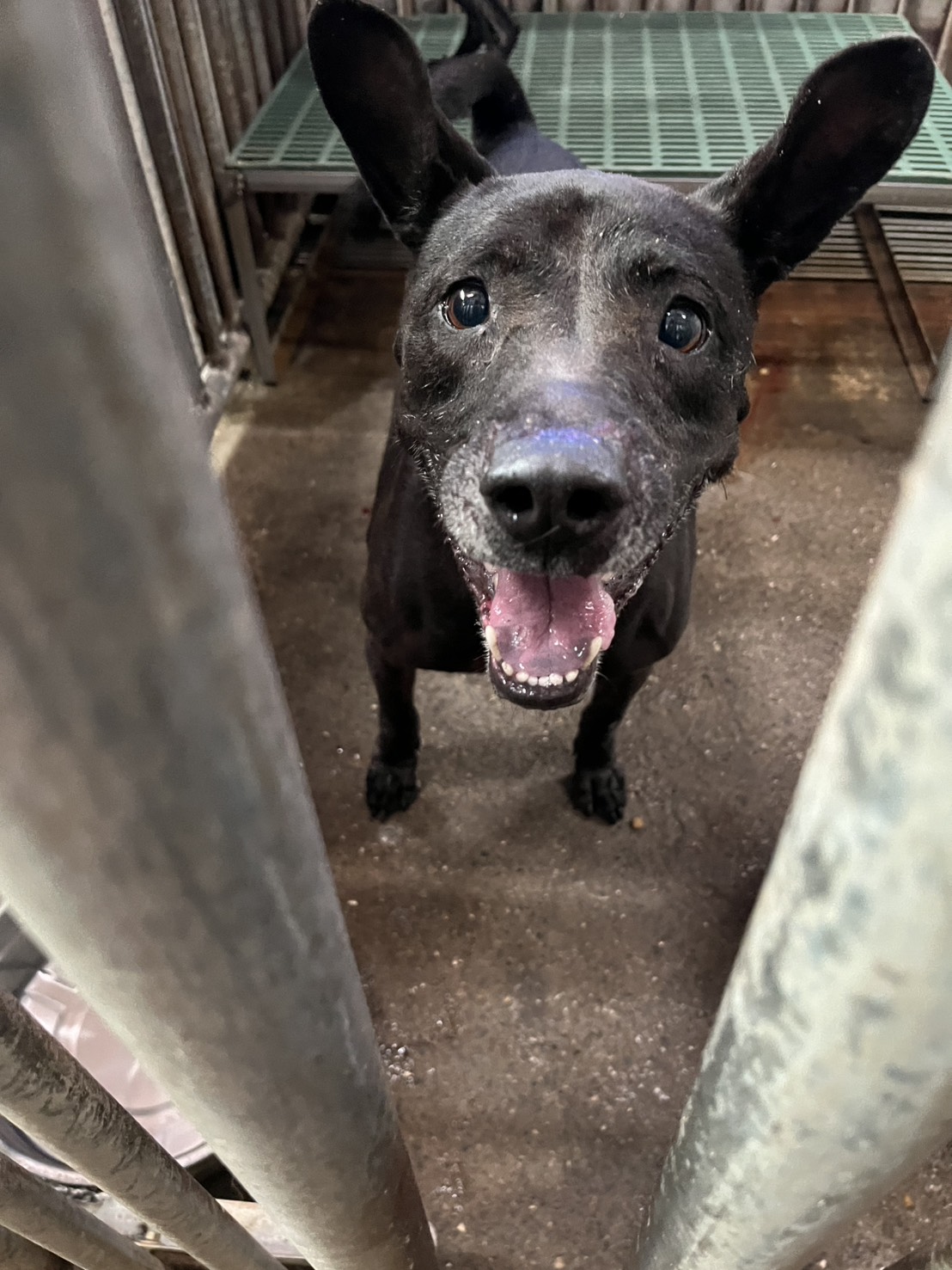 彰化縣已領養狗 混種犬