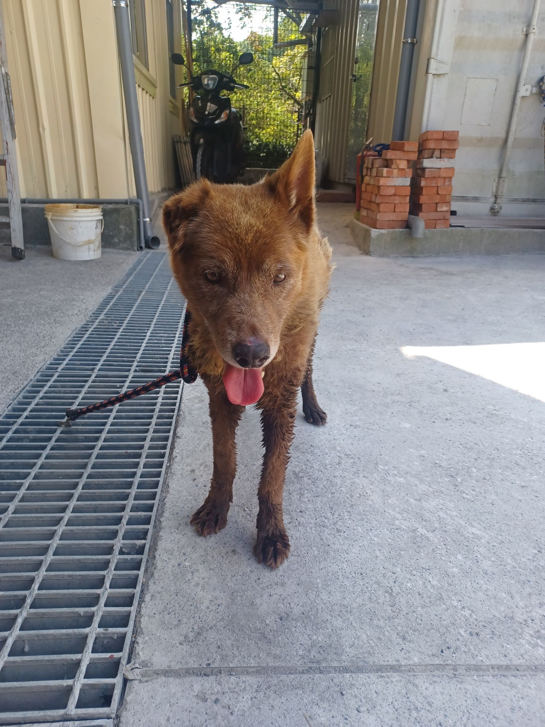 新北市已領養狗 混種犬