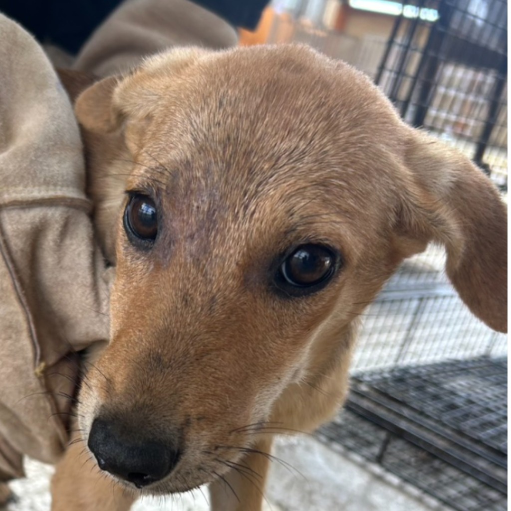 澎湖縣已領養狗 混種犬