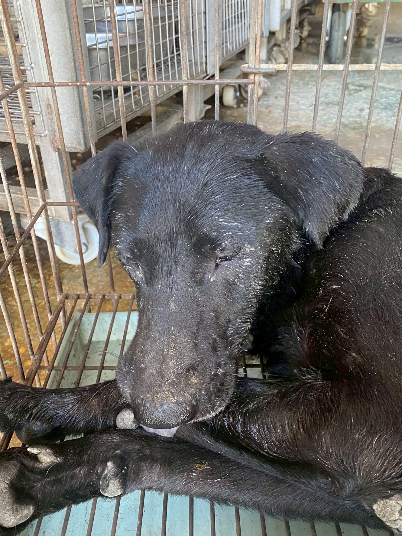 台南市已領養狗 混種犬