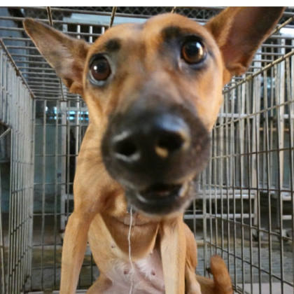 台南市待認養狗｜混種犬｜黃色｜母