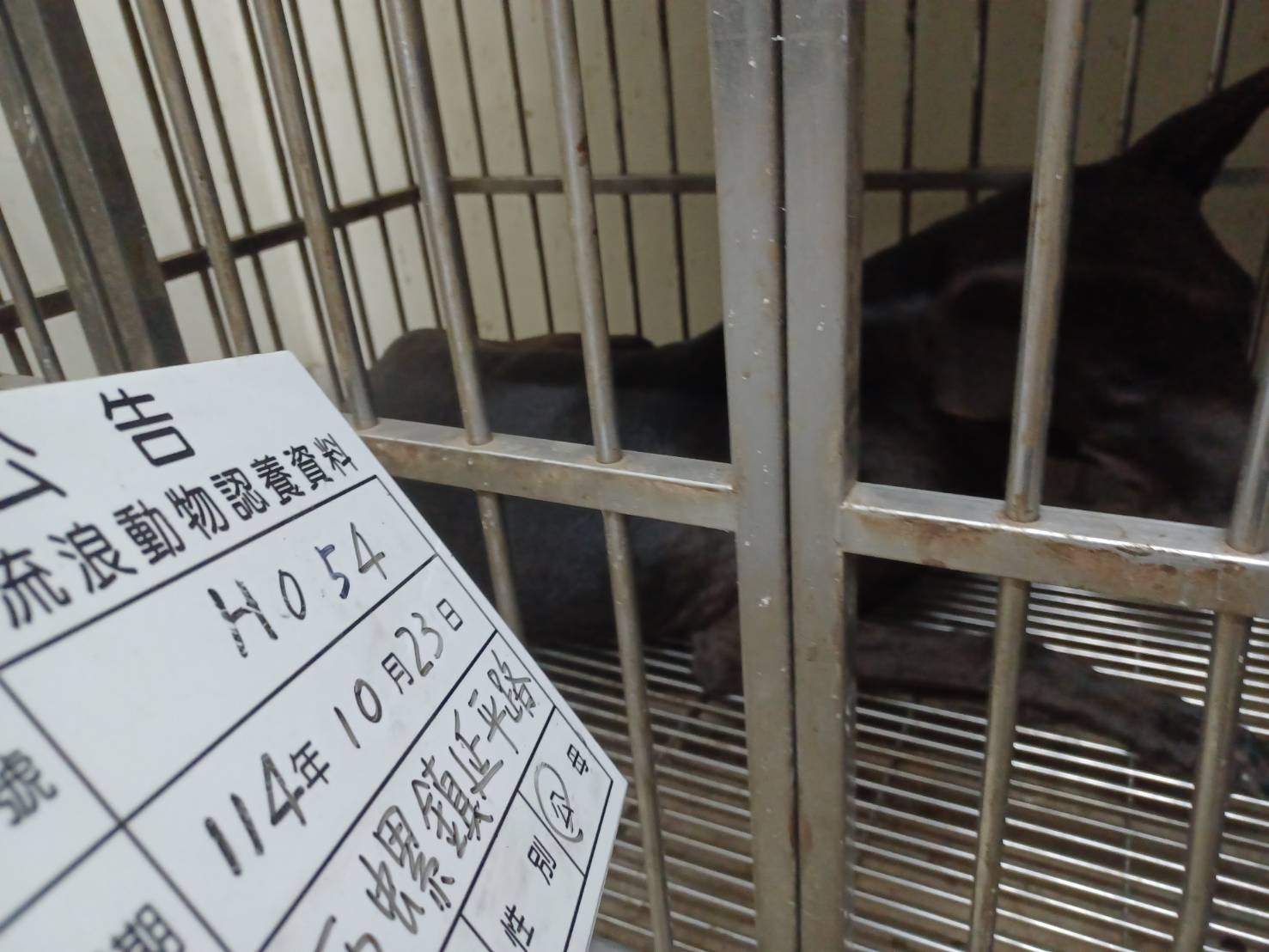 雲林縣已領養狗 混種犬