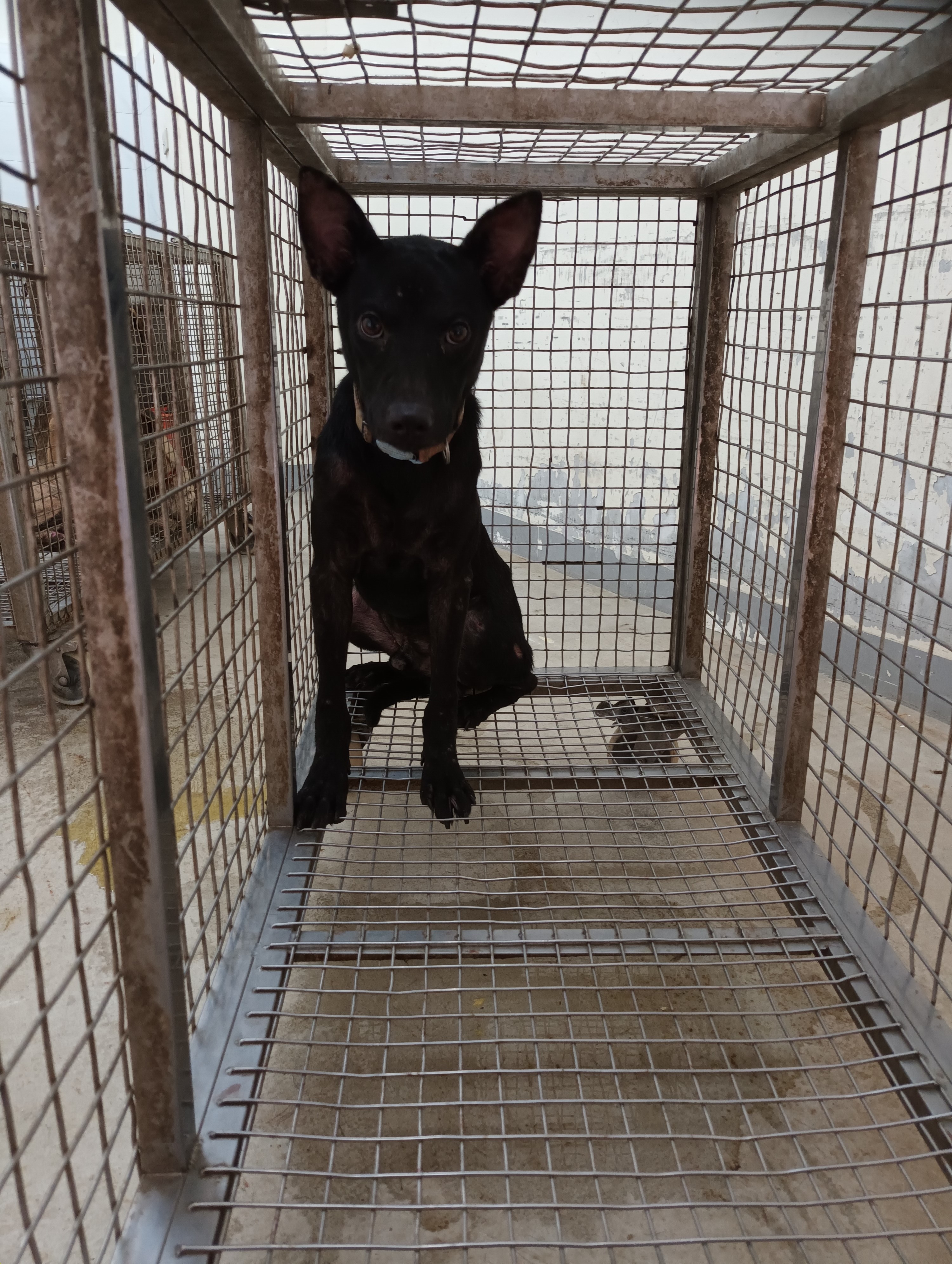 嘉義縣已領養狗 混種犬