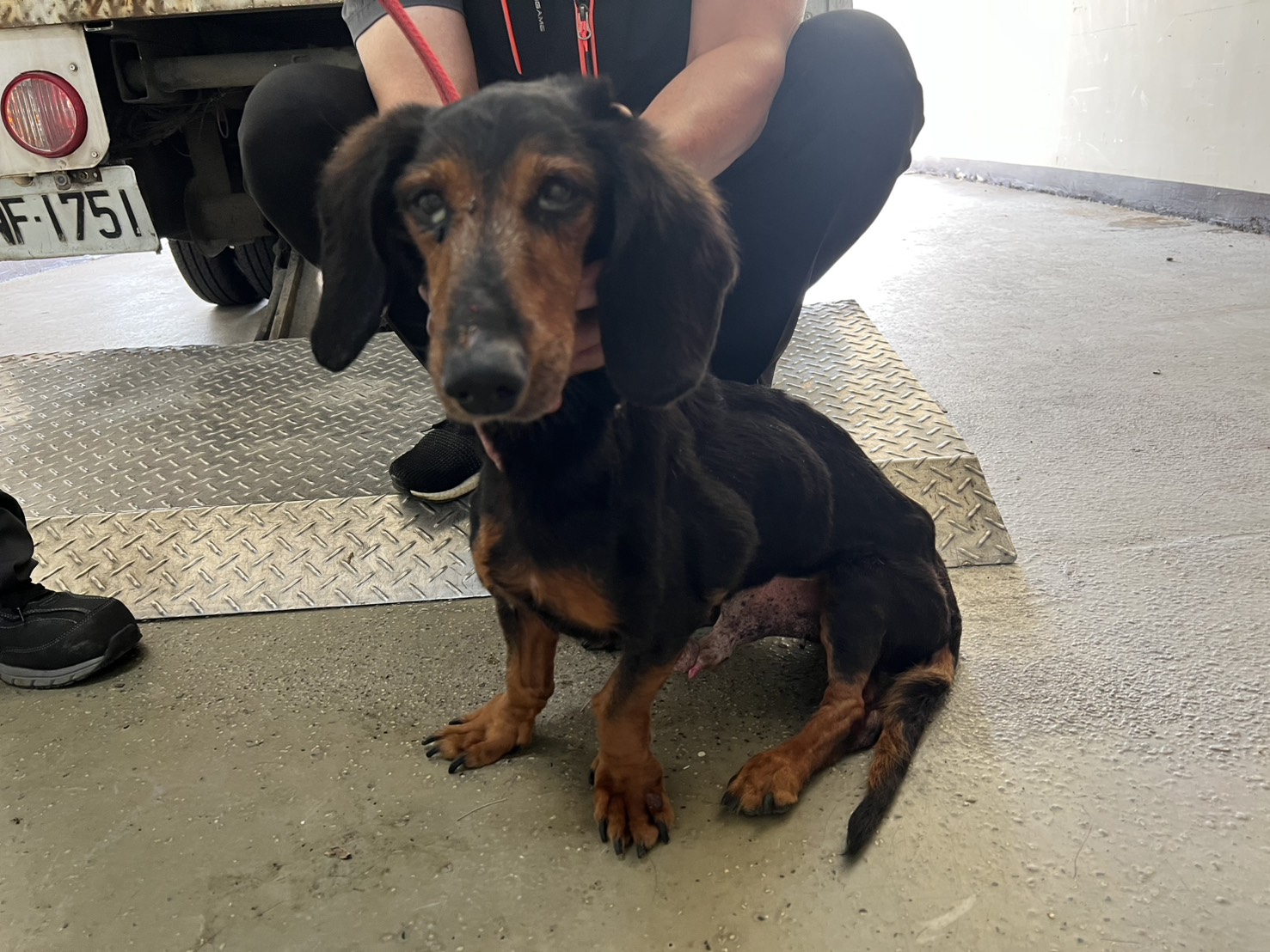 桃園市待認養狗 臘腸犬