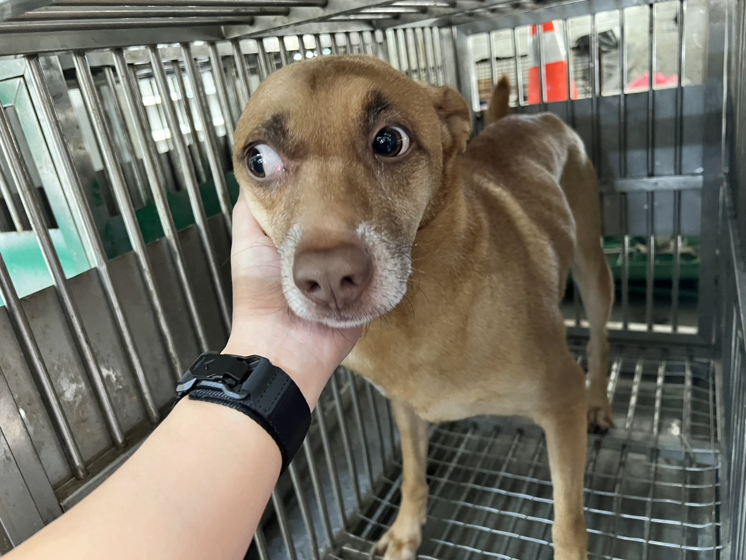 桃園市待認養狗 混種犬