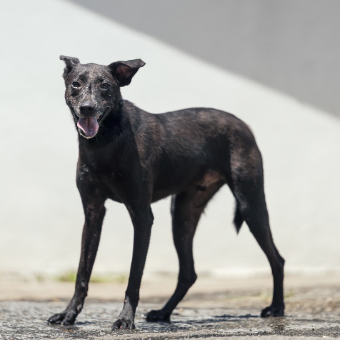 新北市已領養狗 混種犬