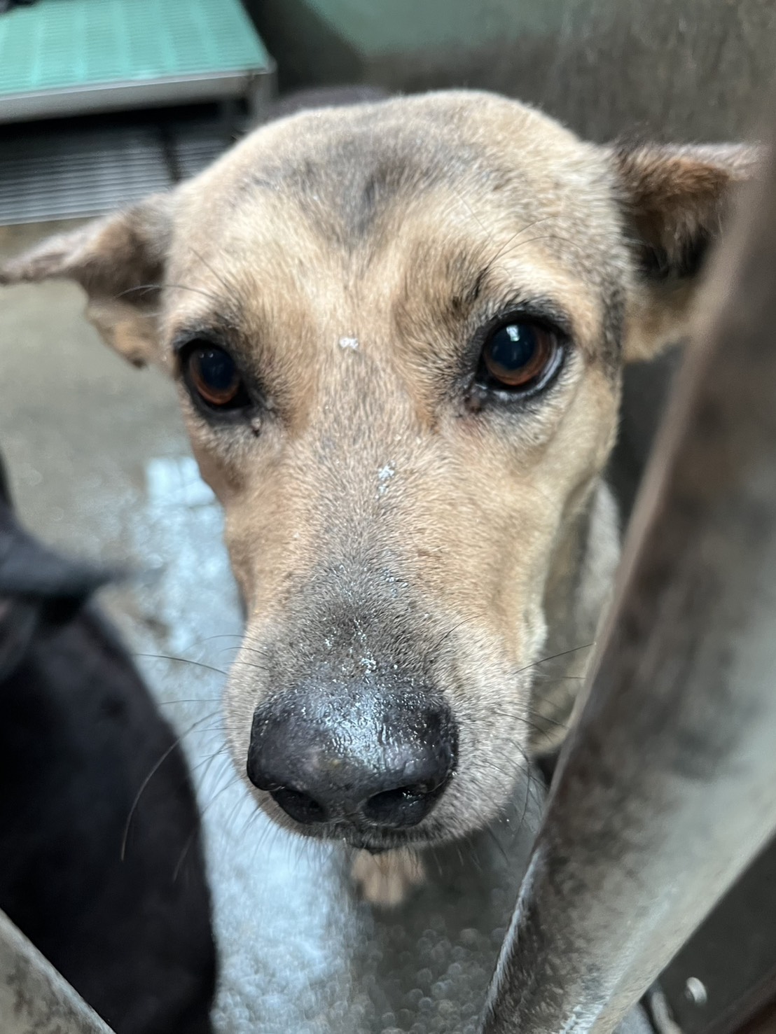 彰化縣已領養狗 混種犬