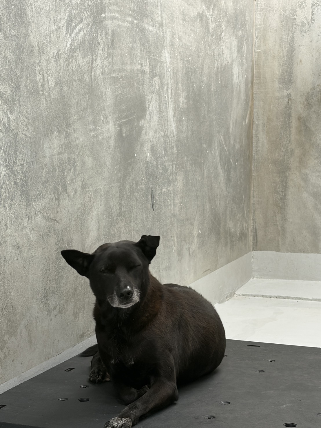 基隆市已領養狗 混種犬