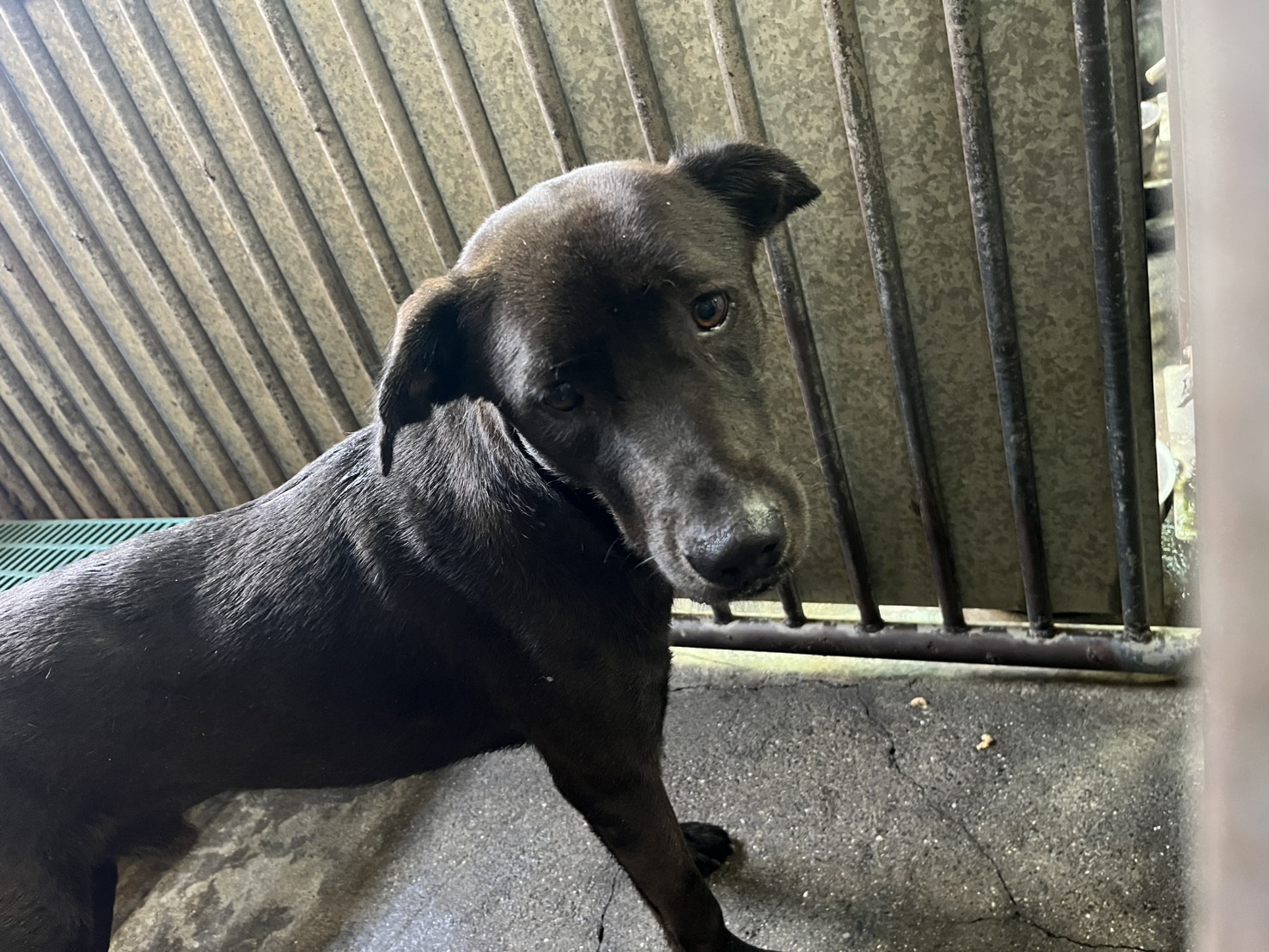 彰化縣已領養狗 混種犬