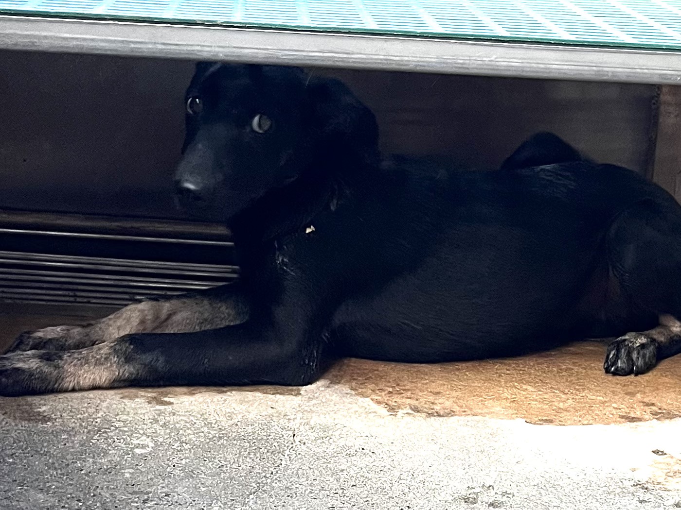 彰化縣已領養狗 混種犬