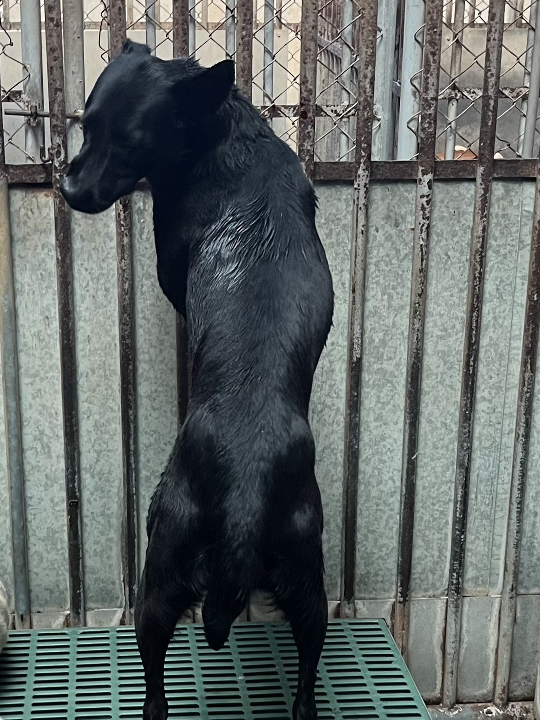 彰化縣已領養狗 混種犬