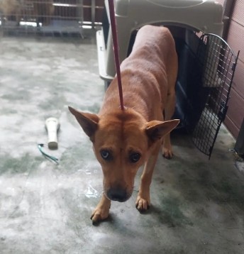 新北市已領養狗 混種犬